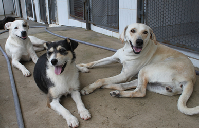  Canil Municipal tem animais para adoção