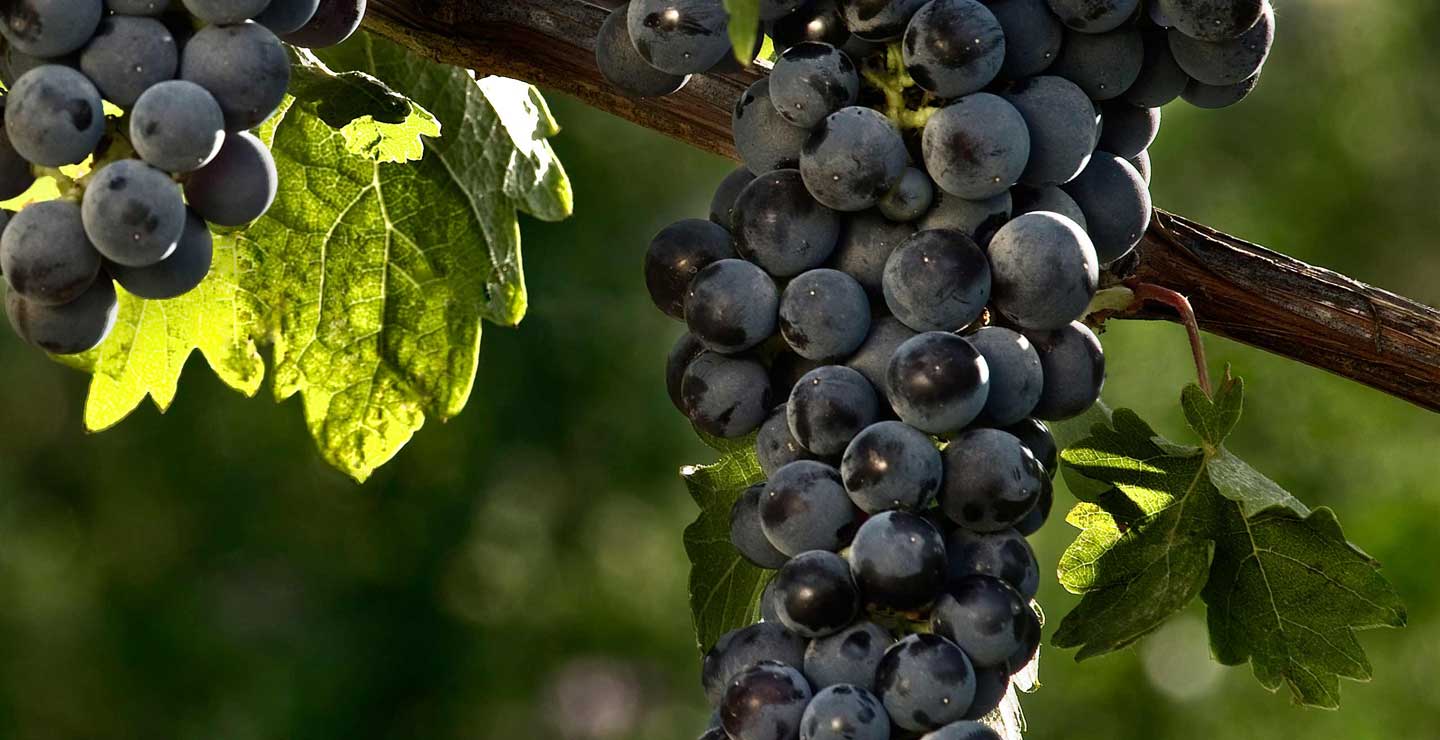  A Rainha das uvas tintas- Cabernet Sauvignon