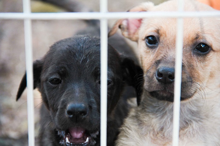  Itapevi promove “1ª Feira de Adoção de Cães e Gatos Me Leva Pra Casa”