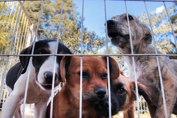  Prefeitura oferece serviço gratuito de adoção de cães e gatos em Itapevi