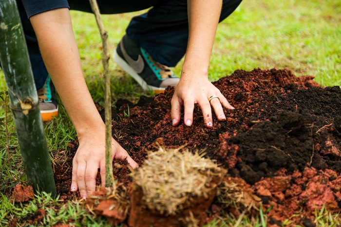  Prefeitura de Itapevi planta 60 ipês no Corredor Oeste