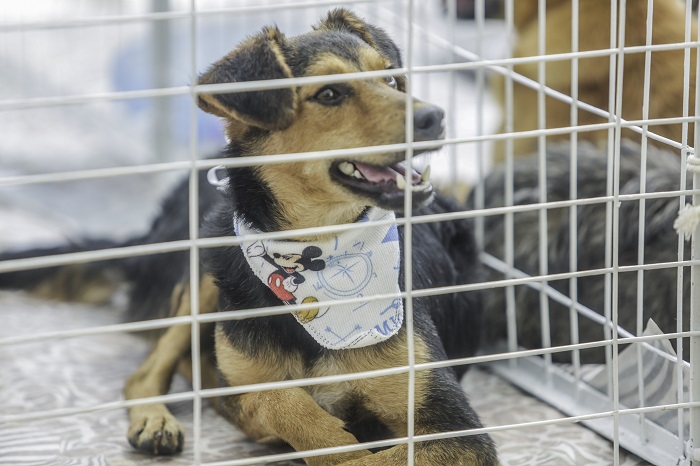  Itapevi realiza 23ª edição da Feira de Adoção de Cães e Gatos