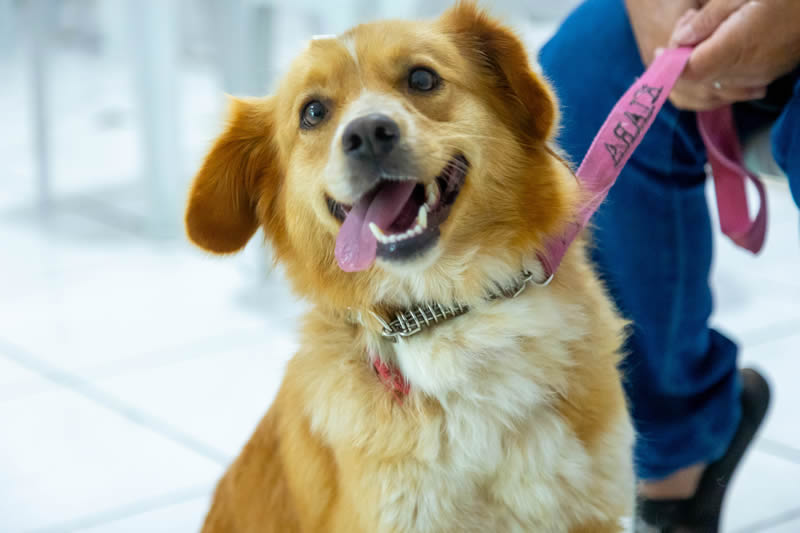  Prefeitura abre inscrições para Campanha de Castração Gratuita de Cães e Gatos