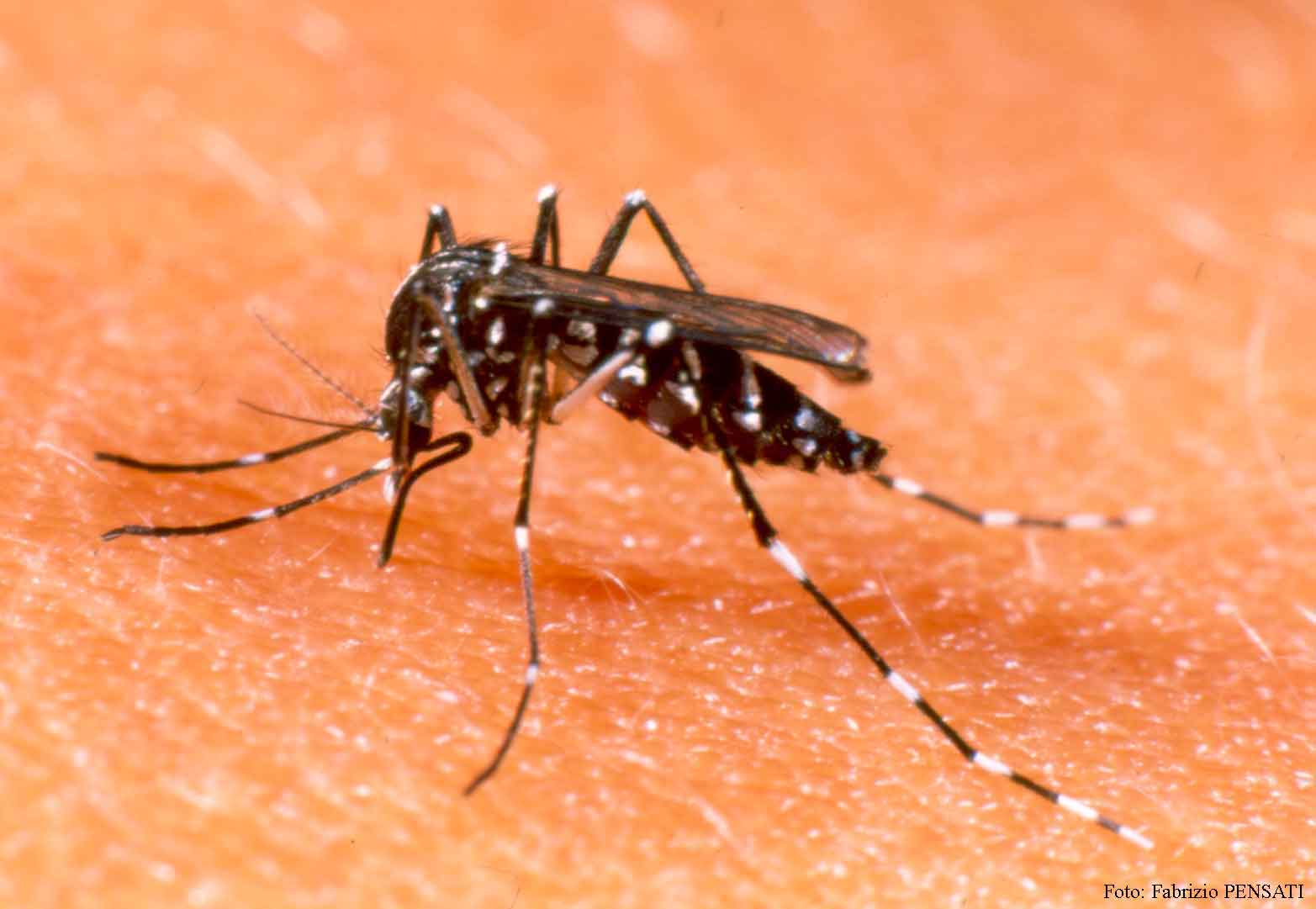  Prefeitura reforça combate a dengue com nebulizador veicular